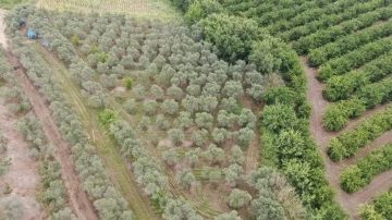 Adana’da 2 bin kök kenevir bitkisi ele geçirildi
