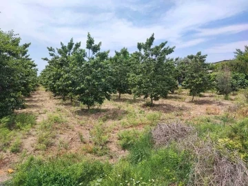 Adana’da hurma bahçesinde boğazı kesilmiş erkek cesedi bulundu
