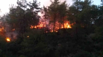 Adana’da ormanlık alanda yangın