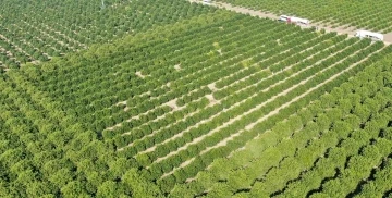 Adana’da portakal hasadı başladı, bahçede kilosu 10-12 lira
