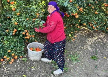 Adana mandalinası dünya mutfağını süslüyor
