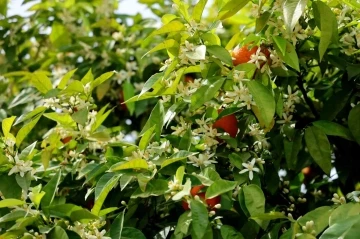 Adana’yı narenciye çiçeği kokusu sardı
