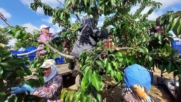 Adına festivaller, şenlikler düzenlenen kirazın hasadı başladı
