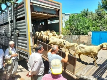 Adıyaman’da 254 baş hayvan dağıtıldı