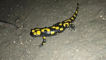 Adıyaman’da sarı benekli semender görüldü
