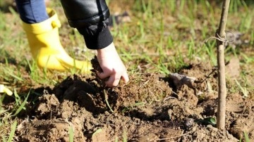 Afet bölgesinde fide ve fidan üretiminde sertifikasyon işlemleri için son başvuru süresi uzatıldı