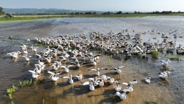 Afrika'dan gelen pelikanlar Bursa'da mola verdi 