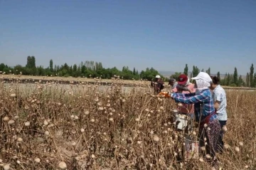 Afyonkarahisar’da haşhaş hasadı devam ediyor
