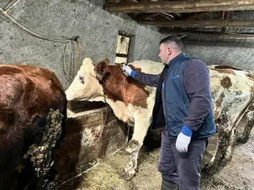 Afyonkarahisar’da hayvan hastalıklarıyla mücadele sürüyor
