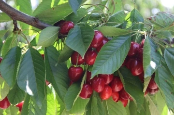 Afyonkarahisar’da kiraz alım sorunu çözüldü, hasat tekrar başladı
