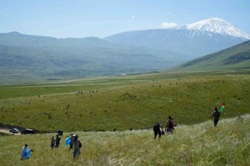 Ağrı Dağı eteklerinde toplanan bitkilerinden aromatik yağlar üretilecek
