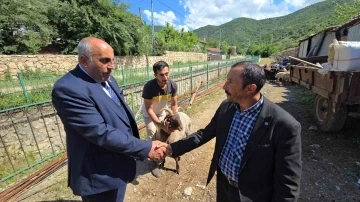 Ahırın lideri olan 4 boynuzlu koç, son başbakan Binali Yıldırım’a hediye edilecek
