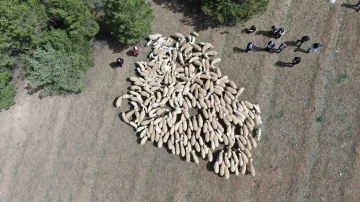 Ahırların havasız kalması kuzuların ölümüne neden oluyor
