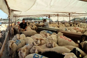 Akdeniz’de kurban kesim ve satış yerleri hazırlanıyor
