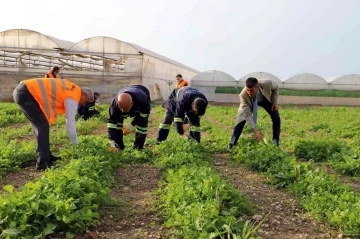 Akdeniz’de toprakla buluşturulan maralfalfa bitkisi çelikleri yeşerdi
