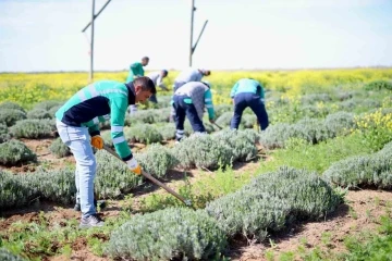 Aksaray’ın lavanta bahçesinde bahar bakımları yapıldı
