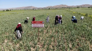 Aksaray’ın organik sarımsağı Rusya ve Almanya antibiyotiğinde
