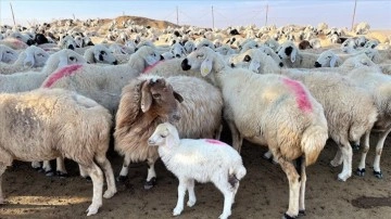 Aksaraylı kadın, devlet desteğiyle 250 hayvanlık sürünün sahibi oldu