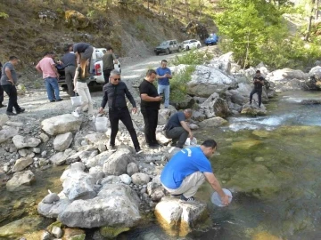 Alara Çayı’na 5 bin adet kırmızı benekli alabalık salındı
