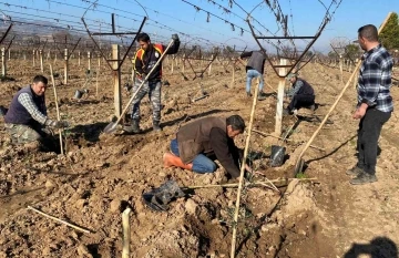 Alaşehir’de üzüm bağları sökülüp yerine zeytin dikiliyor
