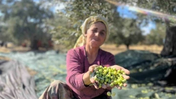 Aliağa, zeytin hasat şenliğinde buluşuyor
