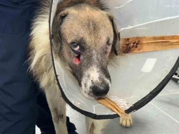 Alkollü şahsın vurduğu köpeği Hande Yener sahiplendi
