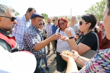 Altın bitki safran Eskişehirli hanımlara umut oluyor
