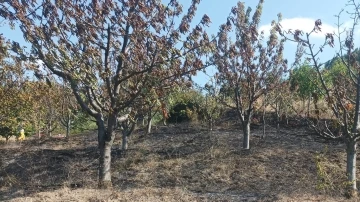 Amasya’da çıkan yangında 10 dönüm meyve bahçesi zarar gördü
