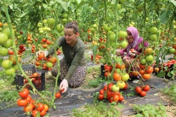 Amasya’da domates hasadı başladı: “Domates bizim işimiz”
