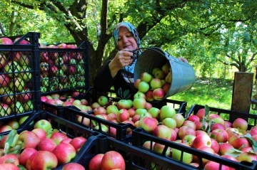 Amasya’nın 2 bin yıllık sembolü misket elmasının hasadı başladı
