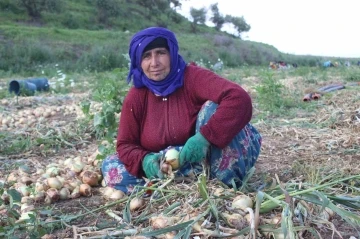 Amik Ovası’nda sıcak havada zorlu hasat: Soğan tarlada 17 TL’den alıcı buluyor
