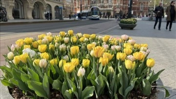 Amsterdam'da laleler sokakları süslemeye başladı