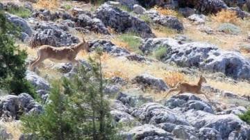 Anadolu'daki yaban hayatı fotokapanlara yansıdı