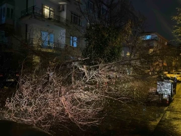 Ankara’da fırtına nedeniyle ağaç devrildi
