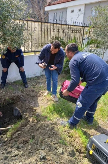 Anne köpek ve yavruları kurtarıldı
