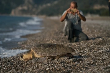 Antalya’da 2023 yılında 144 bin 334 yavru caretta caretta denizle buluştu
