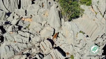 Antalya’da anne ayı ve ikizleri dron ile görüntülendi
