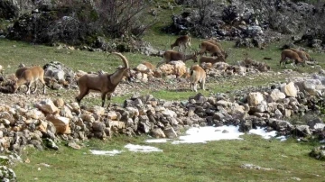 Antalya’da mahallelinin ürkek misafirleri
