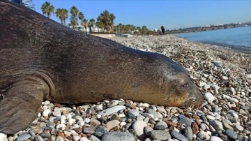 Antalya Körfezi'nde ölü Akdeniz foku bulundu