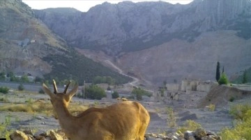 Antalya'da "can suyu havuzları"ndan su içen yaban hayvanları fotokapanla görüntülendi