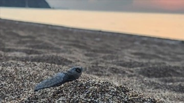 Antalya'da caretta caretta yavruları denizle buluştu