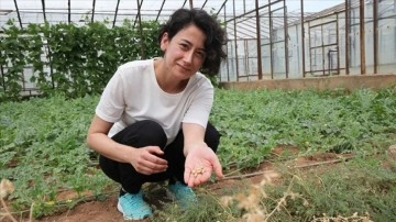 Antalya'da yüksek sıcaklık ve kuraklığa dayanıklı nohut türü geliştirildi