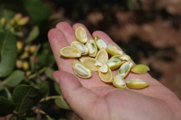 Antep fıstığında yüksek rekolte çiftçileri sevindirdi
