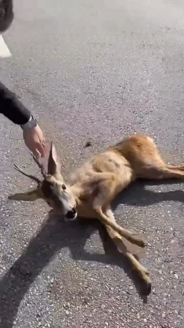 Aracın çarptığı yavru karaca tedavi altına alındı
