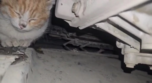 Aracın motor bölmesine giren kedi kurtarıldı
