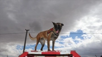 Arama kurtarma köpeği "Tabu" ayağındaki yaraya rağmen depremzedelere ulaşmaya çalıştı