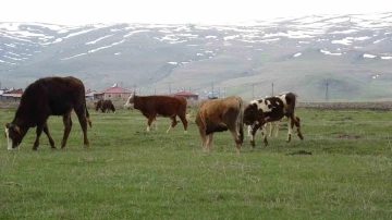 Ardahan’da hayvanlar meralarda otlatılmaya başlandı
