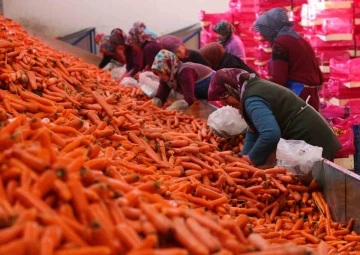 Aromasını Konya Ovasından alan havucun hasadı başladı
