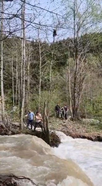 Artvin’de ağaçta mahsur kalan yavru ayı kurtarıldı
