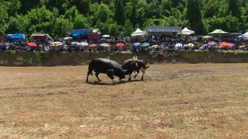 Artvin’de boğaların üstünlük mücadelesi nefes kesti
